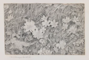 Anemonen, 15. April 1867